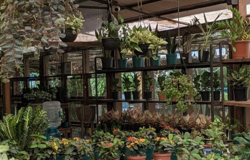 Ornamental Horticulture