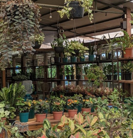 Ornamental Horticulture